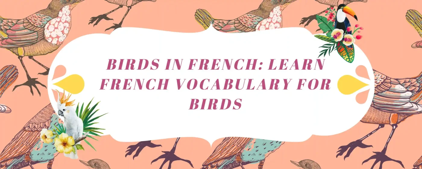 Birds in French Learn French Vocabulary for Birds