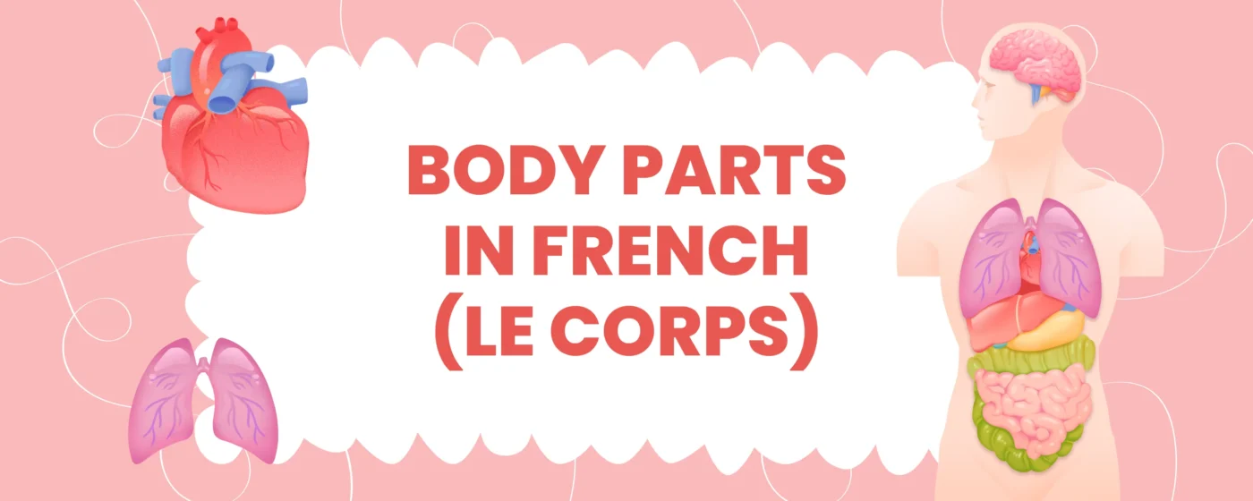 Body Parts in French (Le corps)