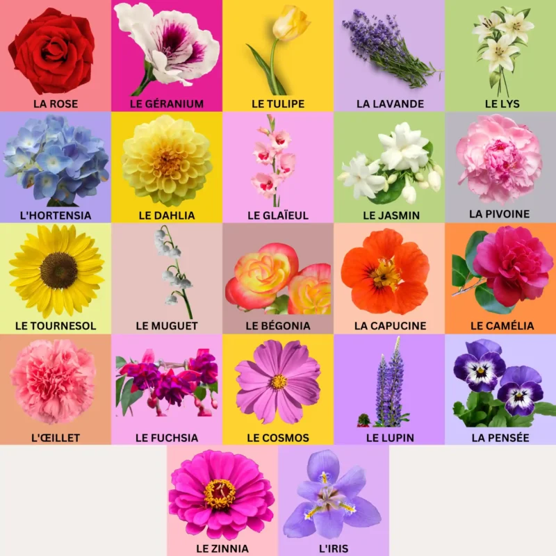 Common Garden Flowers